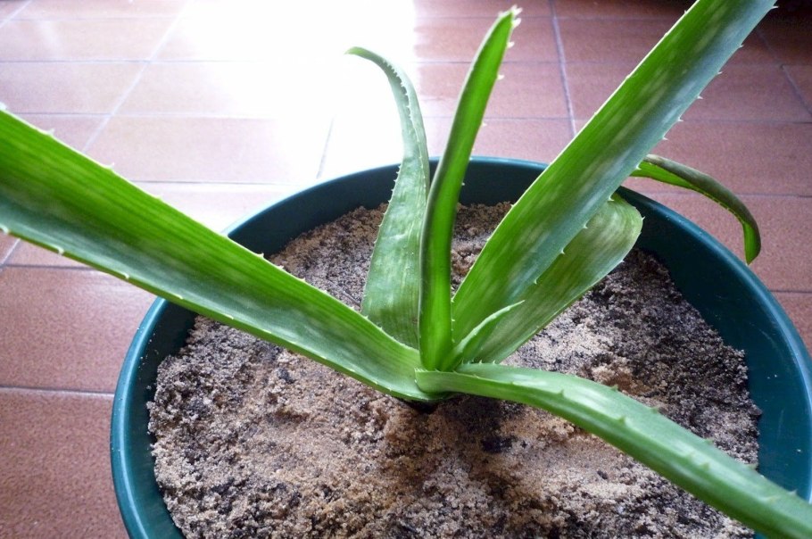 Алоэ Вера корни