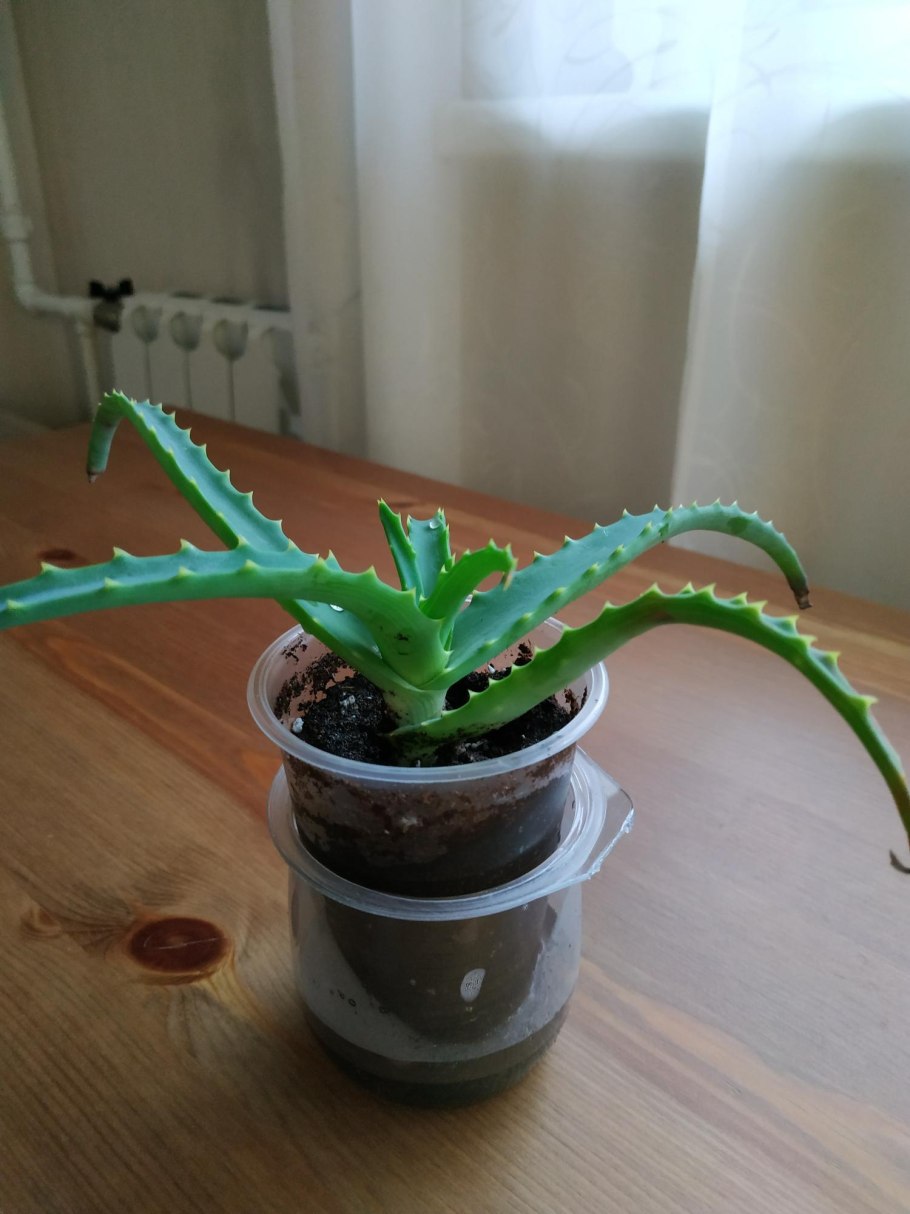 Укоренение черенков роз в алоэ