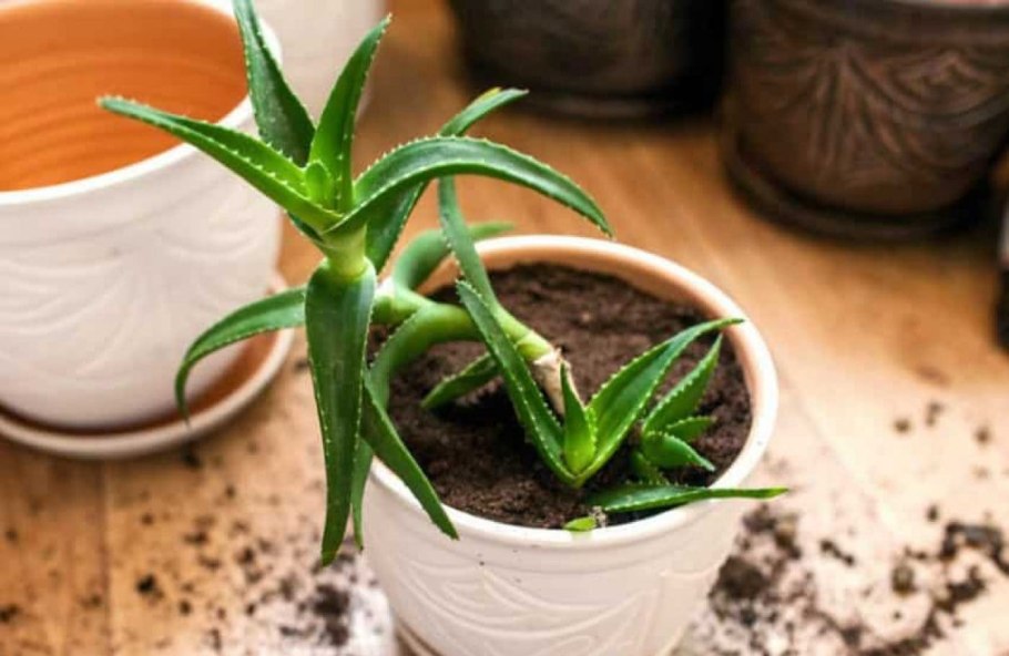 Размножение алоэ семенами