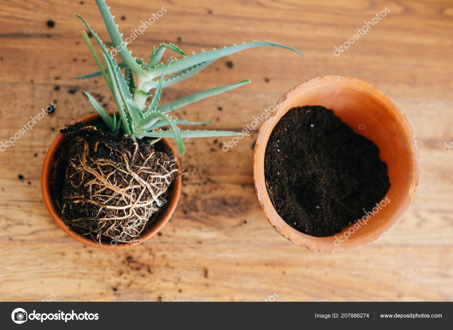 Размножение алоэ верхушкой