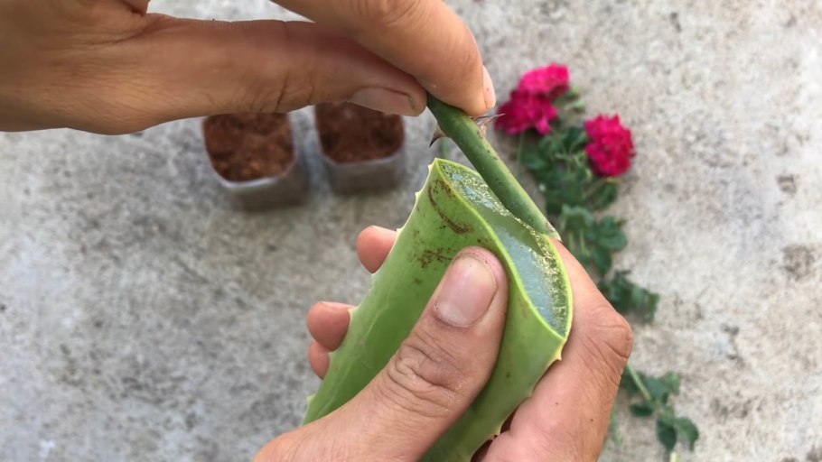 Алоэ Вера размножение