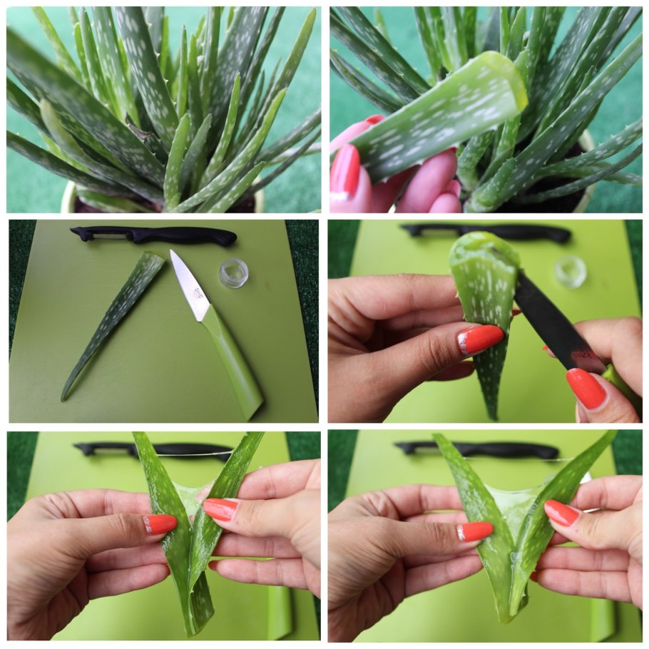 Алоэ Вера укоренение