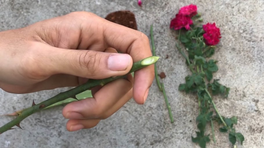 Алоэ древовидное столетник укоренить