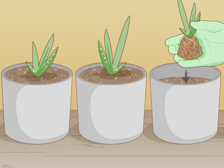 Почва для алоэ Вера