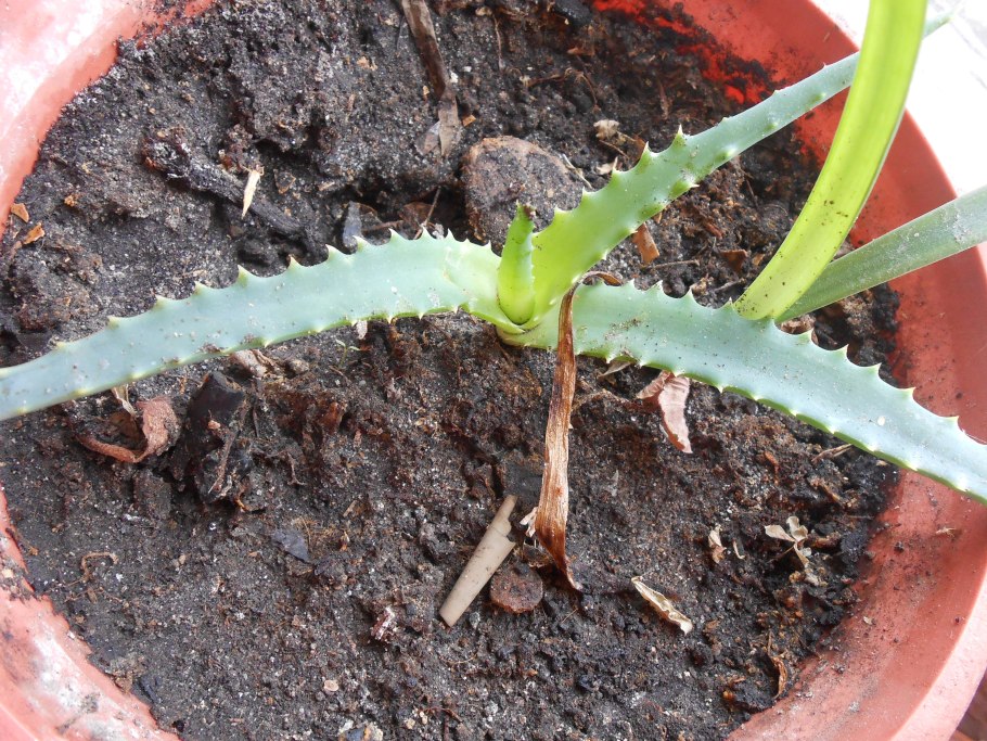 Форма листа алоэ