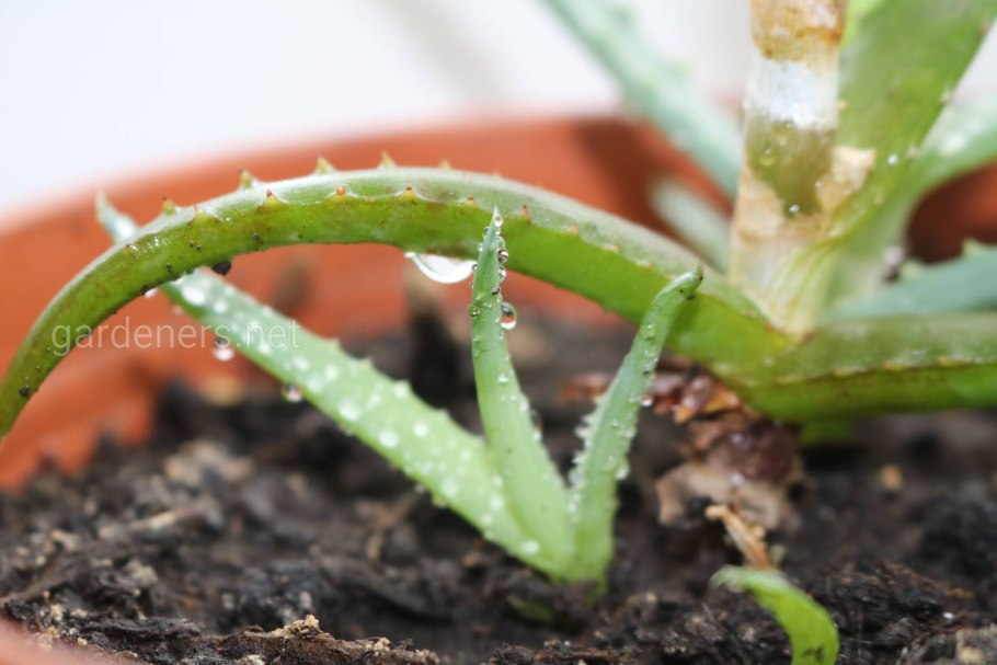 Алоэ с семенами на листочках