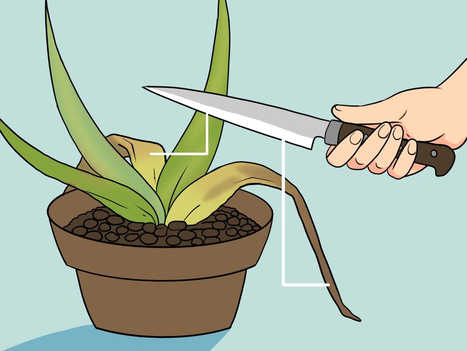 Столетник Вера алоэ пересадка