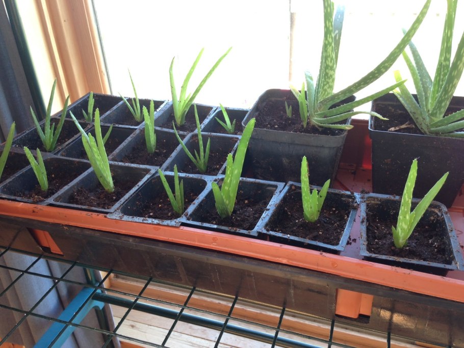 Алоэ Вера корни