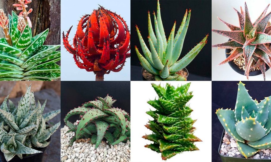 Алоэ стилизовано