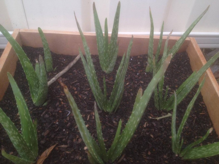 Алоэ Вера черенок