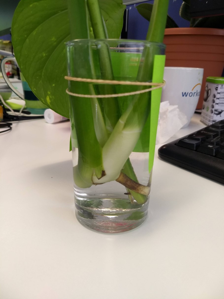 Хавортия полосатая детки