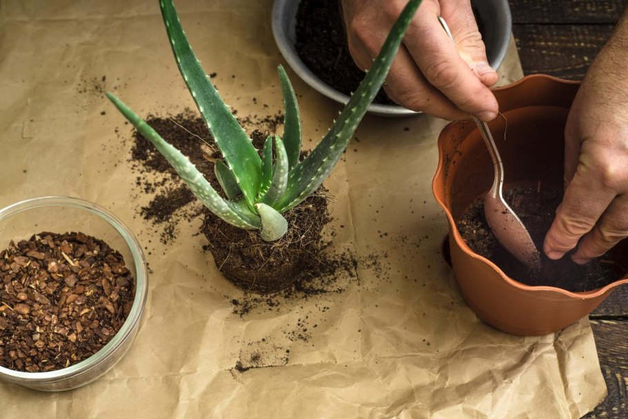 Aloe Vera Plant in Bloom.