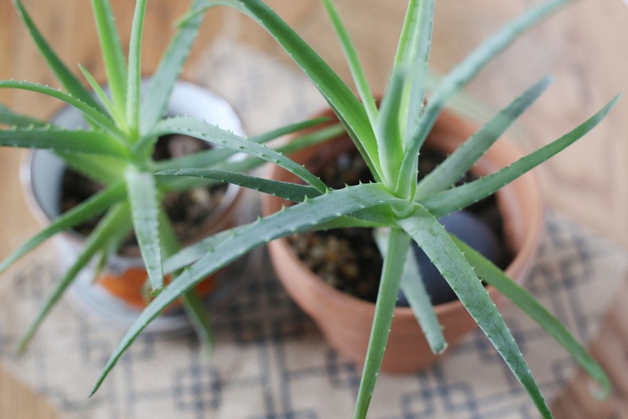 Листья от алоэ Вера когда пустят корни в воде