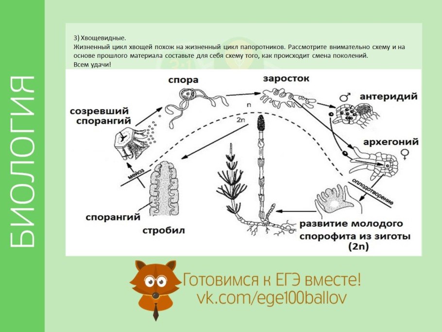 Строение весеннего и летнего побега хвоща
