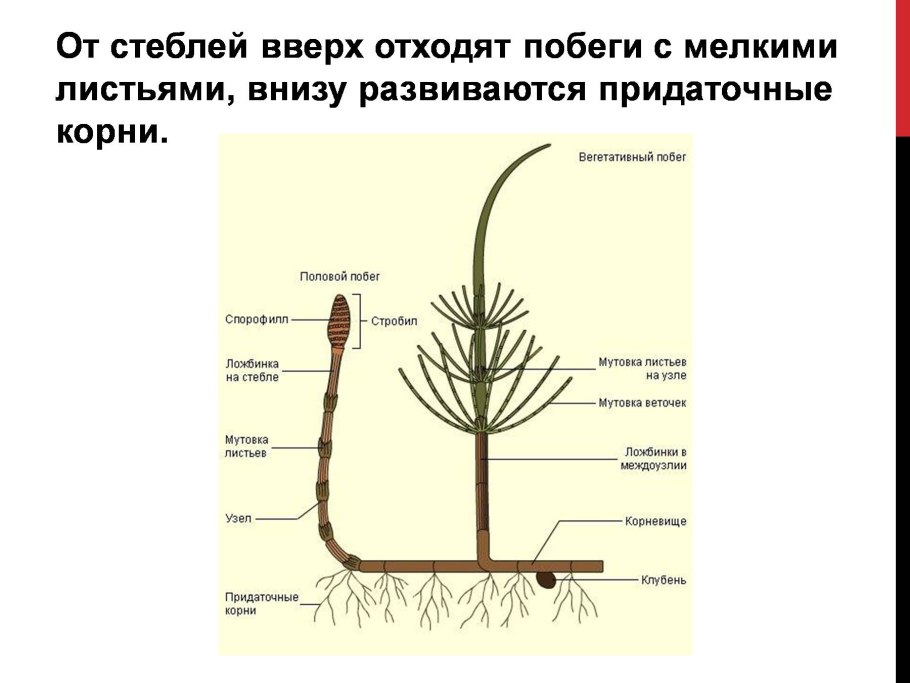 Особенности внешнего строения хвощей