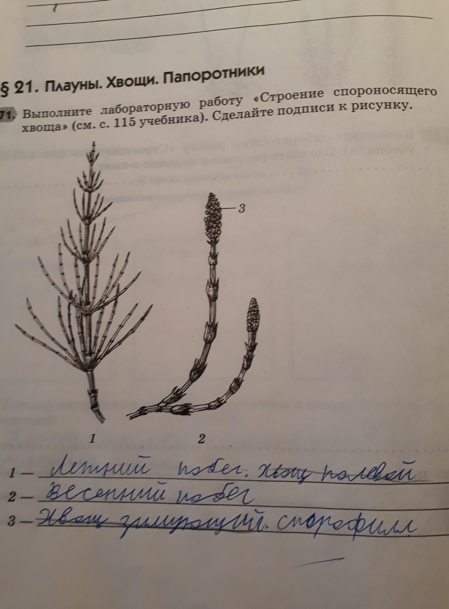 Жизненный цикл хвоща схема