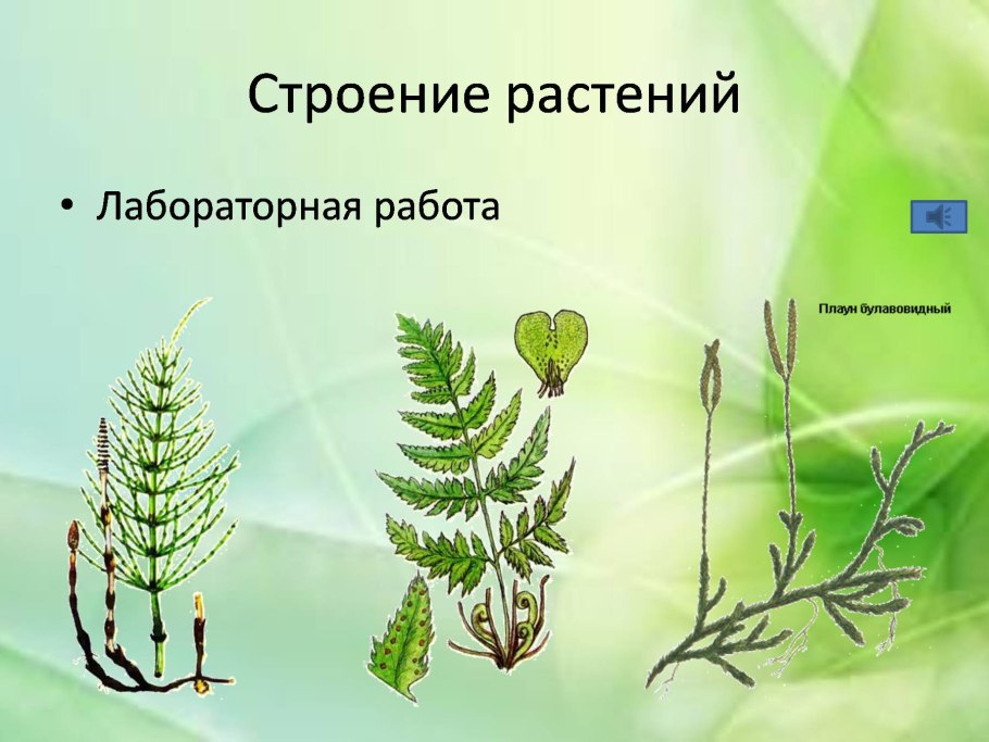 Классификация папоротниковидных