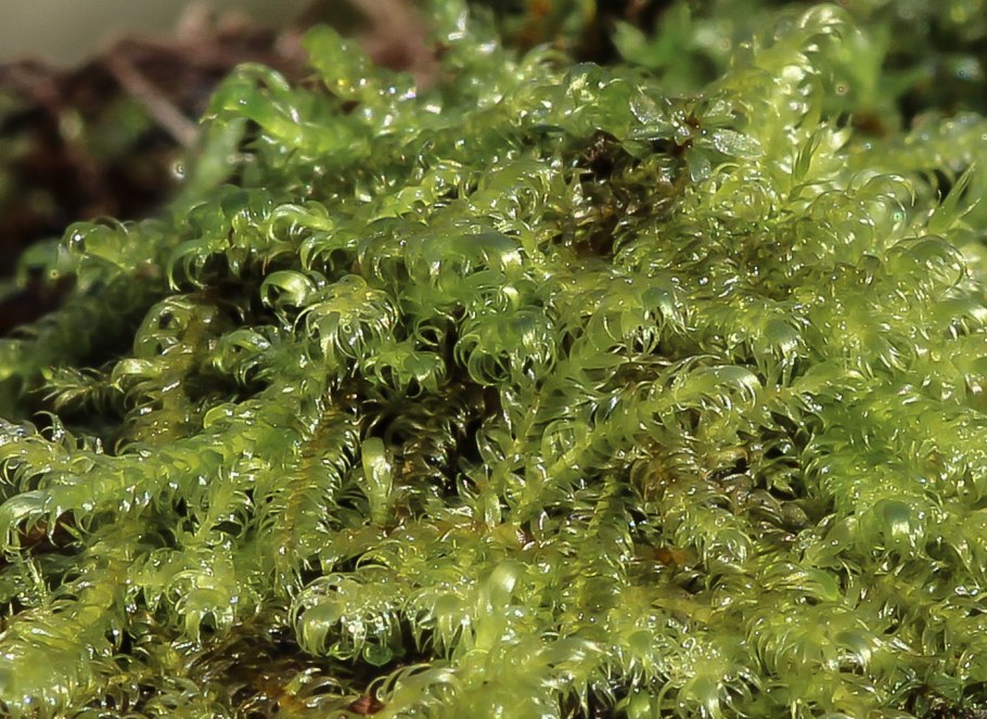 Сфагнум мелкозубчатый