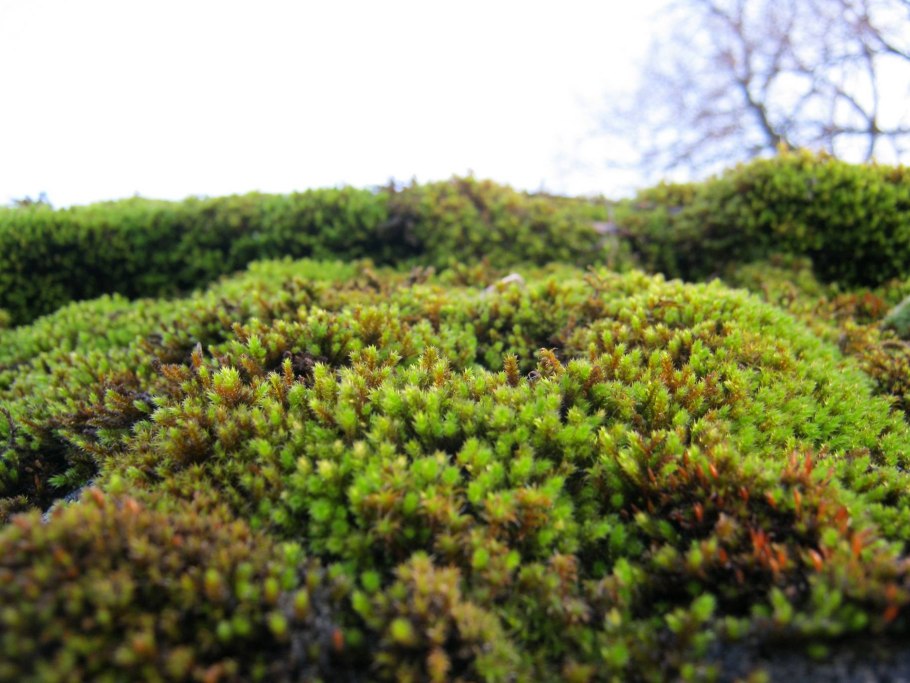 Бриевые мхи