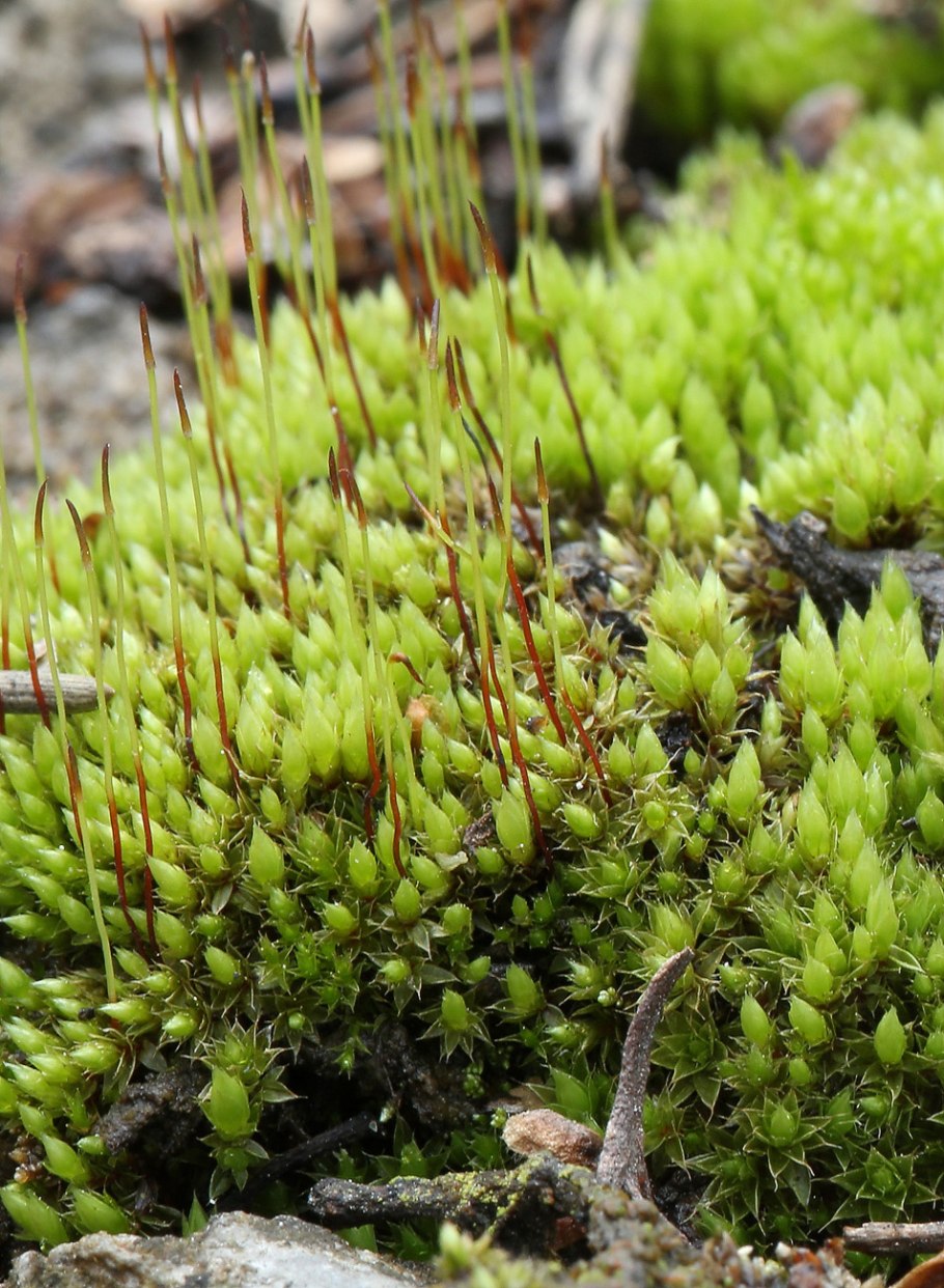 Листостебельные мхи