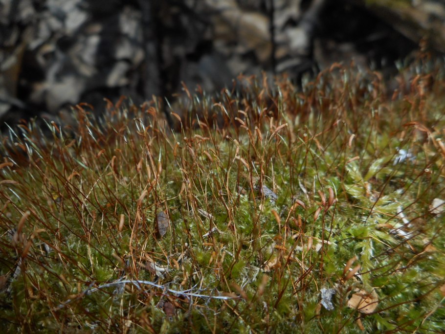 Листостебельные мхи представители