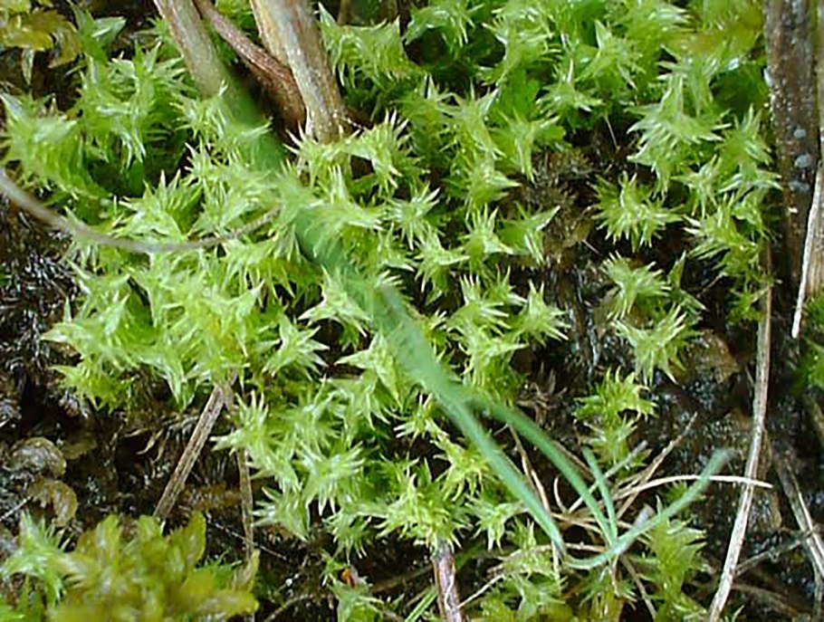 Печеночники и листостебельные мхи