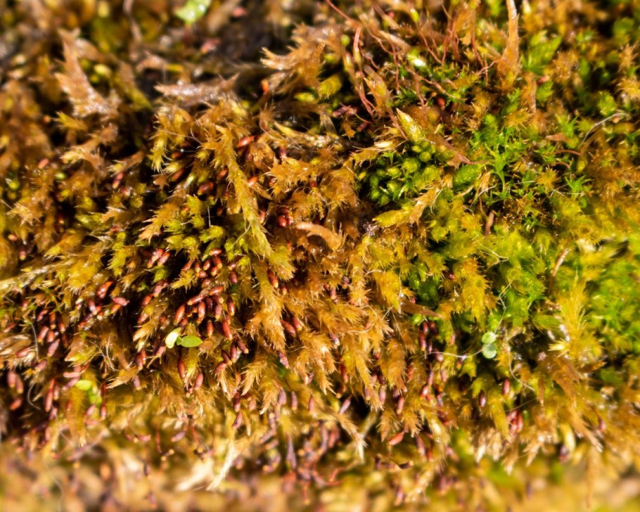 Тетрафисовые мхи