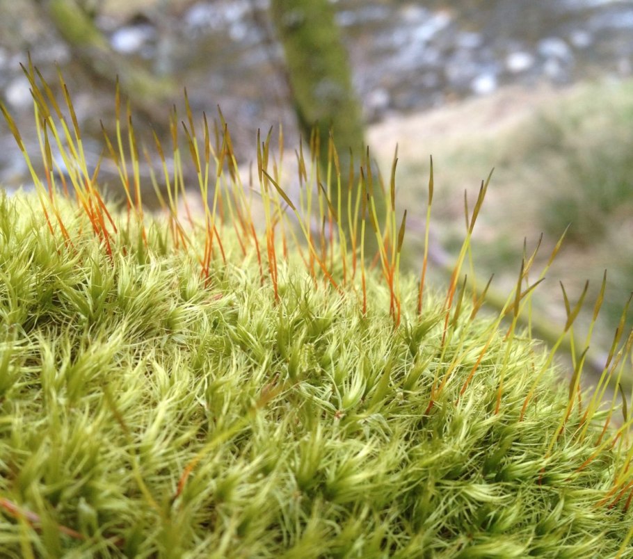 Спорофит маршанции