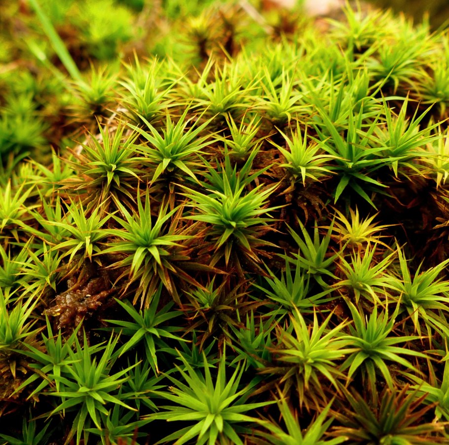 Жизненный цикл мха Кукушкин лен