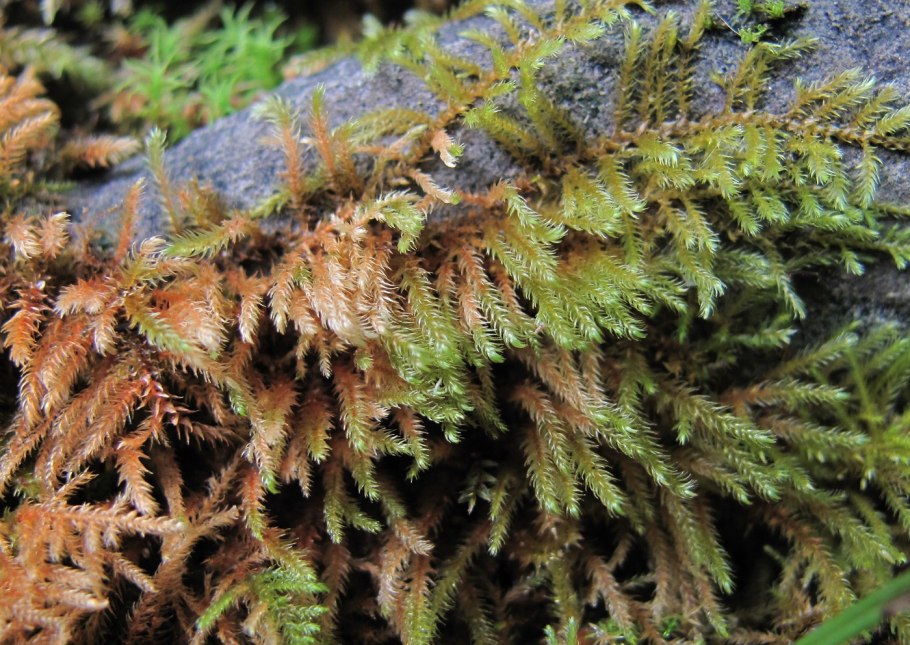 Побег сфагнума