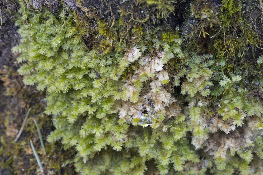 Моховидные листостебельные