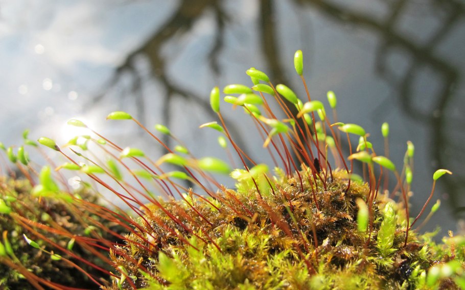 Макросъемка моховидные