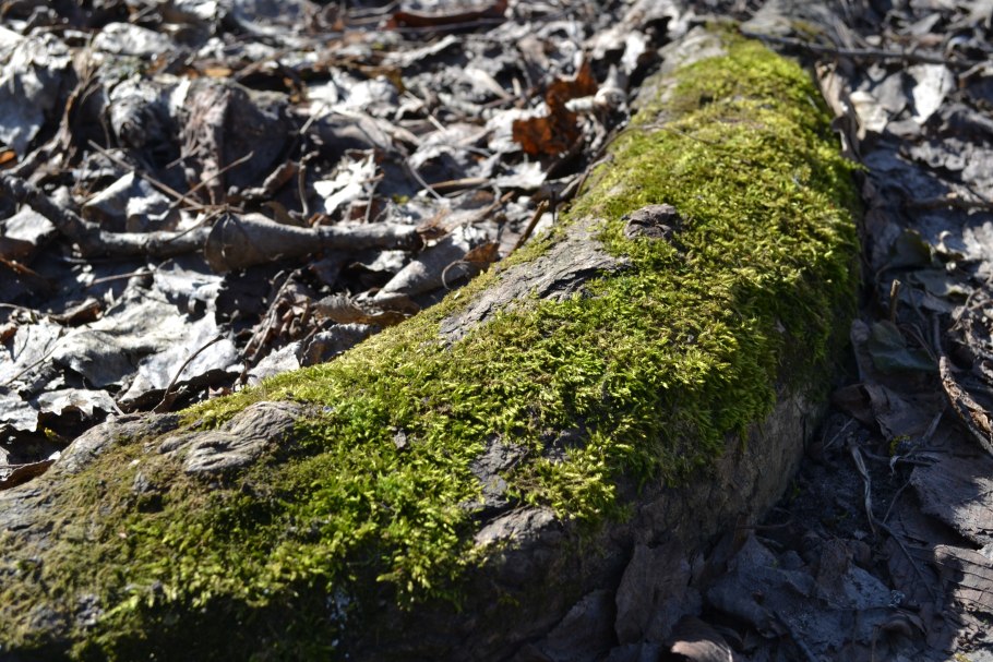 Листостебельные мхи сфагновые