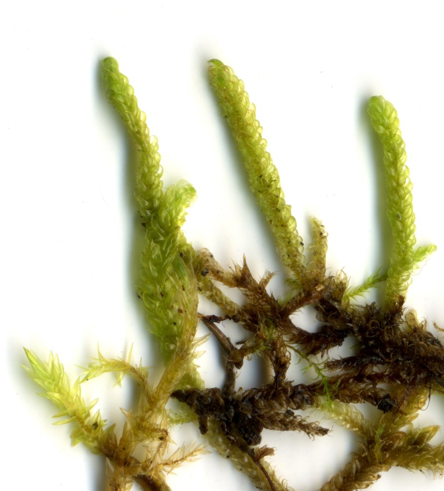 Сфагнум листостебельный