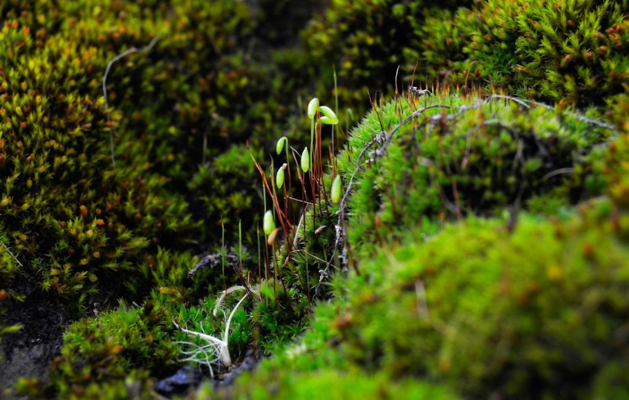 Мох гипнум