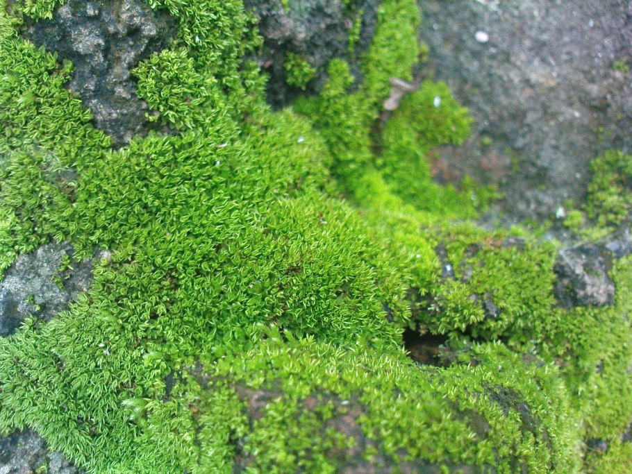 Святовский мох