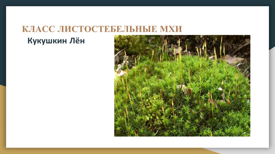 Как выглядит мох на аэроснимке