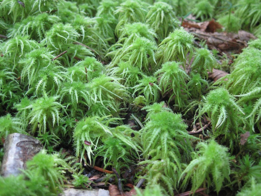 Листостебельные мхи Кукушкин лен