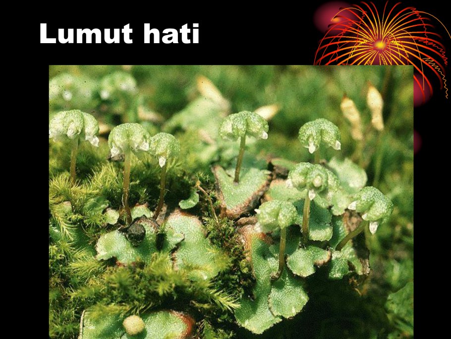 Ламинария лишайник