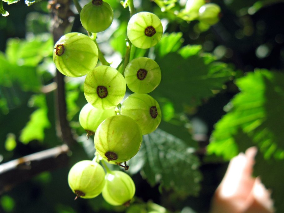 Смородина Версальская