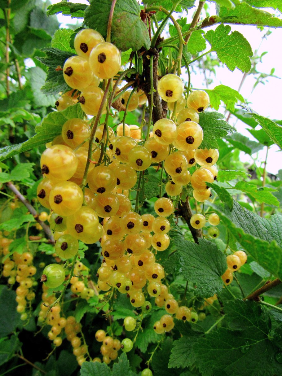 Смородина белая Фея