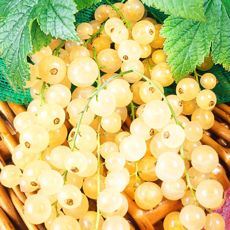 Смородина белая Версальская