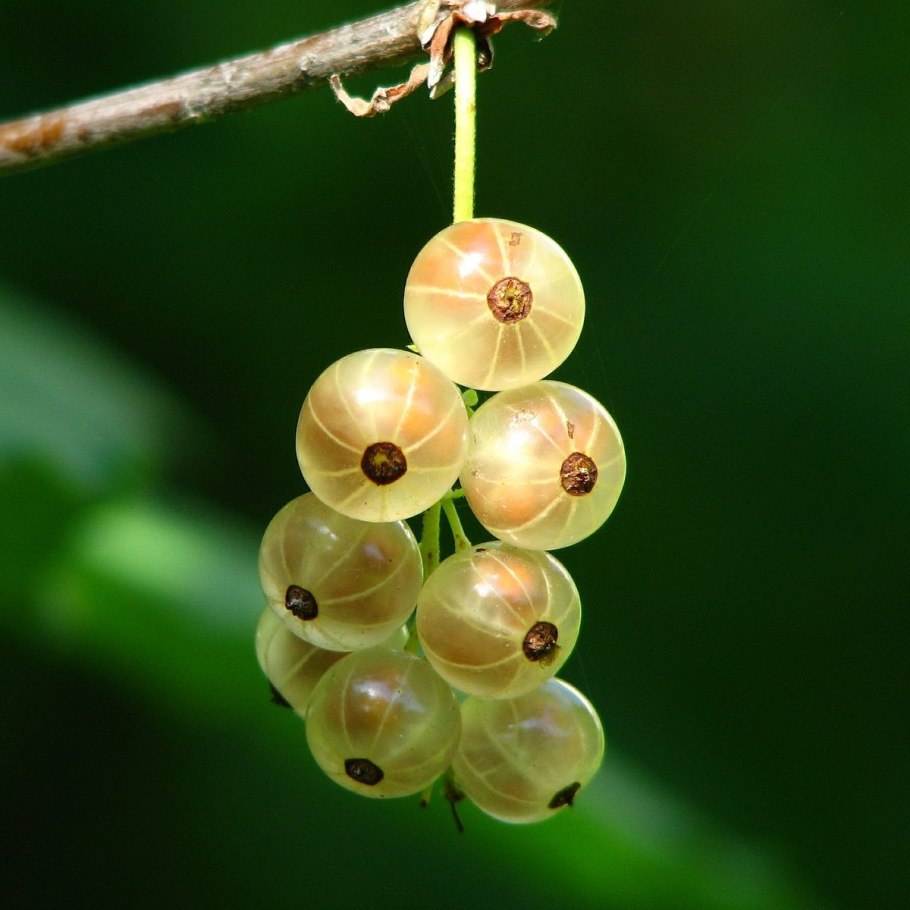 Смородина белая Смольяниновой