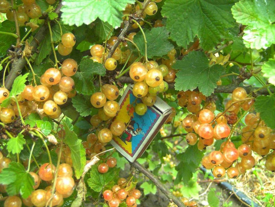 Смородина белая "Императорская желтая" (2-4 ветки)