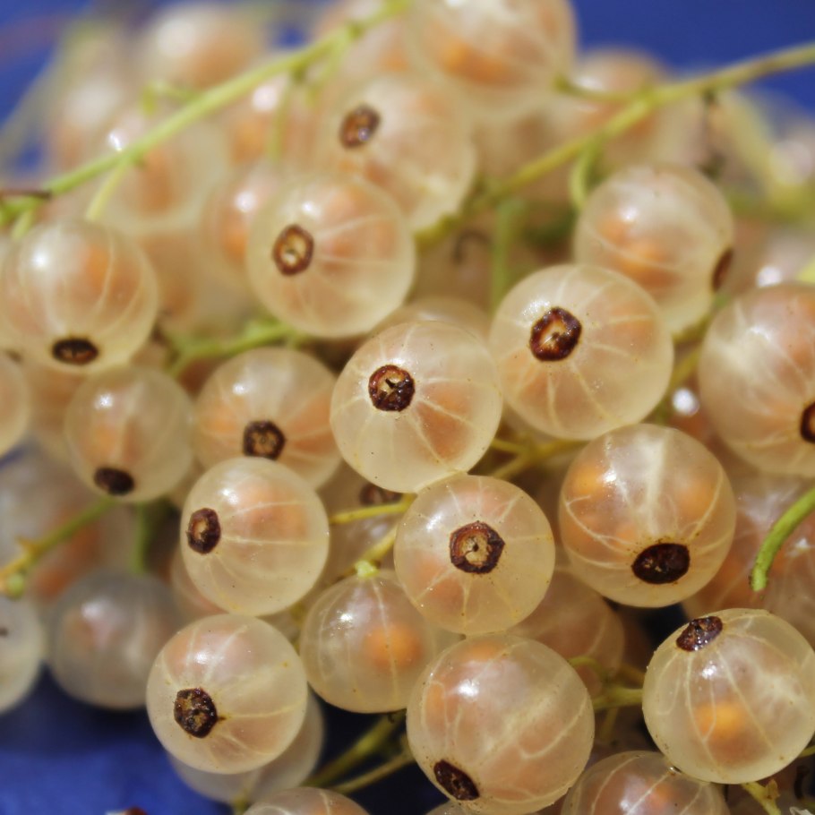 Смородина белая Версальская белая