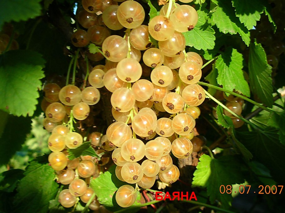 Финская смородина зеленая