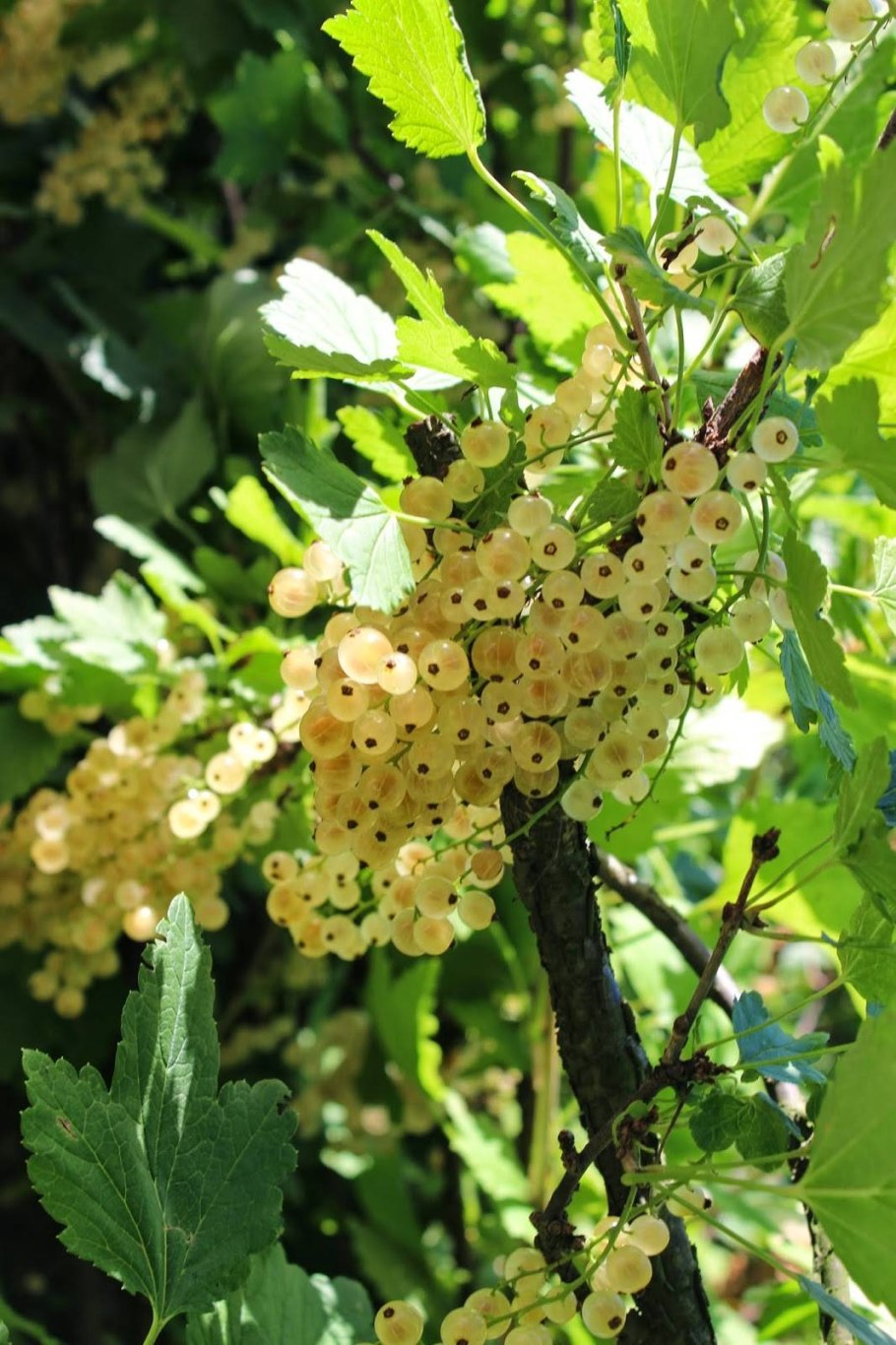 Смородина белая Фея