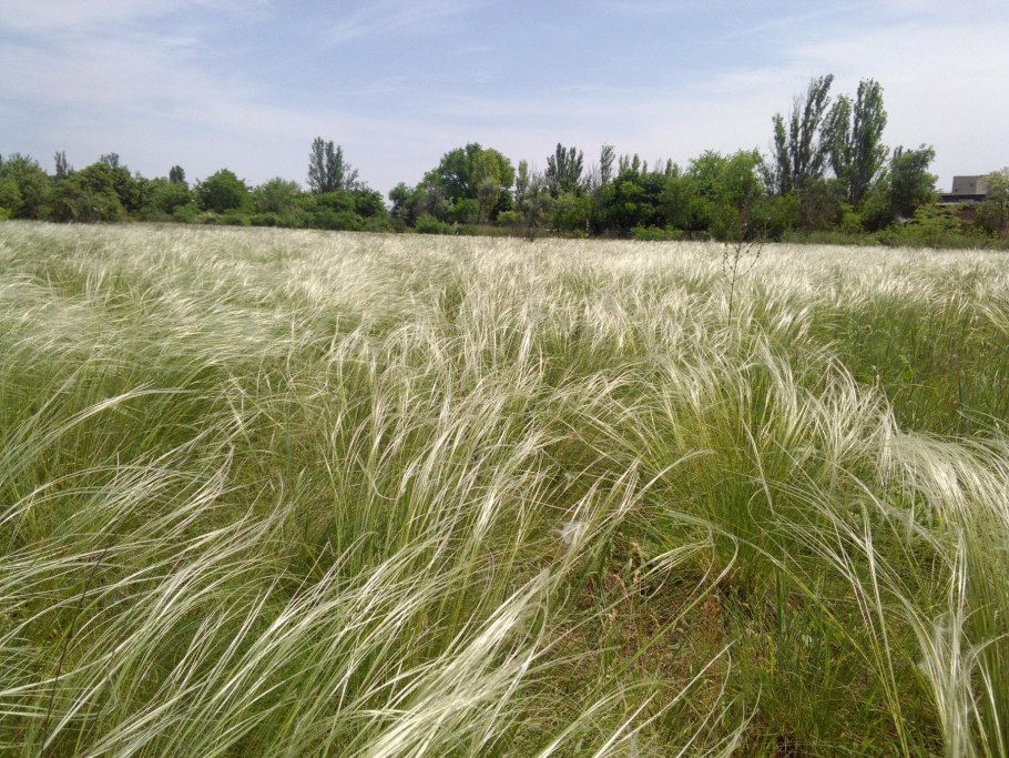 Дерновинно злаковая степь