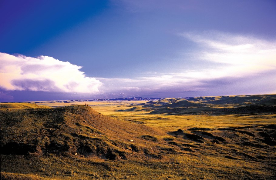 Троицкая степь растения