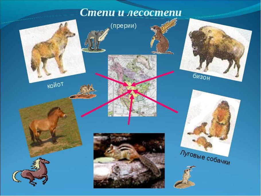 Высокотравная прерия